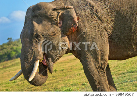 Sri Lankan Elephant, Wilpattu National Park, Sri Lanka 99949507