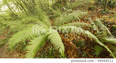 Coastal Beech Forest of Caviedes, Oyambre Natural Park, Cantabria, Spain Coastal Beech Forest of Caviedes, Oyambre Natural Park, Cantabria, Spain 99949511