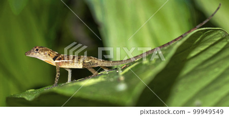 Anole Lizard, Marino Ballena National Park, Costa Rica 99949549