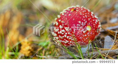 Fly Agaric, Sierra de Guadarrama National Park, Spain 99949553