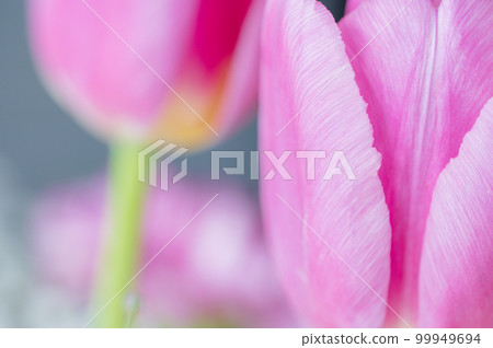 Close-up of tulips taken indoors 99949694