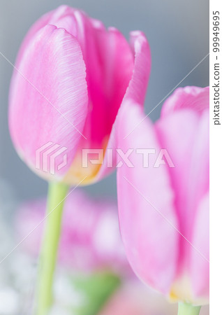 Close-up of tulips taken indoors 2 99949695