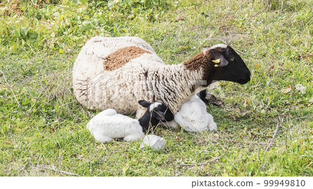 Payoya sheep resting in a meadow in the Sierra de Grazalema (Cadiz, Andalusia, Spain) Payoya sheep resting in a meadow in the Sierra de Grazalema (Cadiz, Andalusia, Spain) 99949810