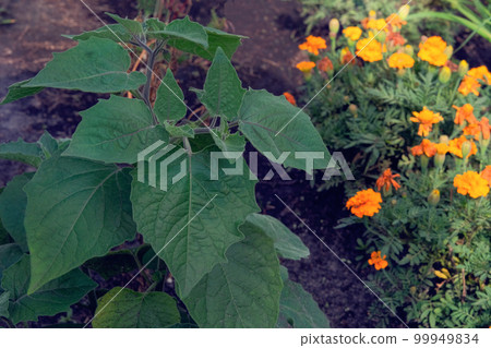 Datura Angels Trumpet is growing in garden. Green bush in country garden. Datura Angels Trumpet is growing in garden. Green bush in country garden. 99949834