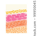 skin illustration 99950045