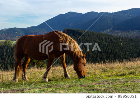 Horses graze near the mountain in the pasture in the early autumn. Honed horses graze in a pasture Horses graze near the mountain in the pasture in the early autumn. Honed horses graze in a pasture 99950351