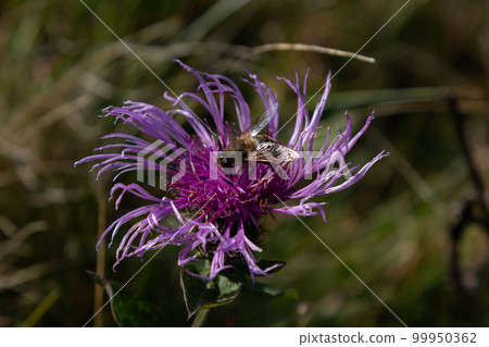brown cornflower Centaurea jacea and a bee sitting on a flower on a summer day 99950362