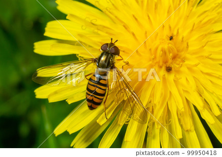 Marmalade hoverfly, Episyrphus balteatus, posed on a yellow flower Marmalade hoverfly, Episyrphus balteatus, posed on a yellow flower 99950418