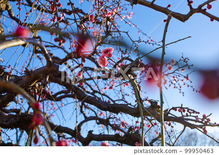 Blue sky and weeping plum blossoms 99950463