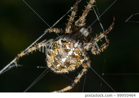 Spider Araneus diadematus with a cross on its back on a web against a tree background Spider Araneus diadematus with a cross on its back on a web against a tree background 99950464