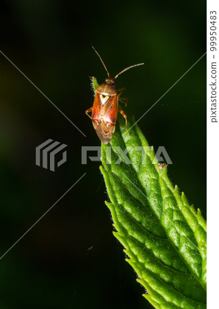 Close-up photograph under artificial light of a specimen of the dark-skinned bug Lygus lineolaris 99950483