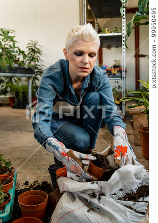 Woman care houseplant and transplanting plant. Flowers replanting. Woman care houseplant and transplanting plant. Flowers replanting. 99950495