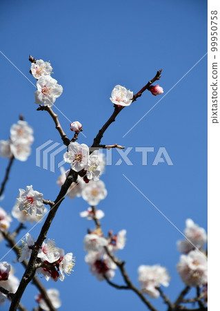 Bungo Kobai Bungo Kobai Light Kobai 99950758