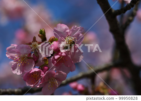 Close-up of cherry blossoms and bees Close-up of cherry blossoms and bees 99950828