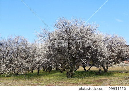 早春梅花盛開藍天柚子之鄉諸山町 99951550