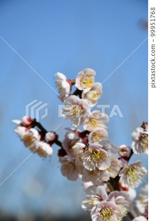 Gyokuei Gyokuei Light Yellow White Plum Blossoms Gyokuei Gyokuei Light Yellow White Plum Blossoms 99951768