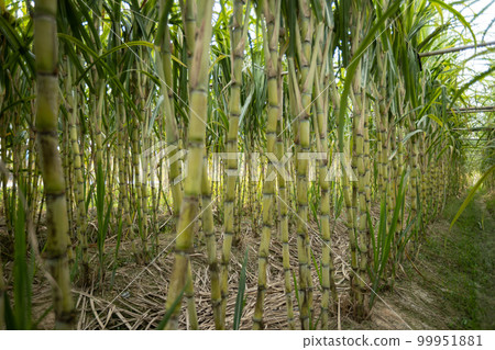 Sugarcane field with plants growing 99951881