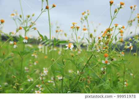 Beautiful little white bidens pilosa flowers blooming in winter Beautiful little white bidens pilosa flowers blooming in winter 99951978