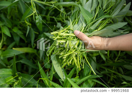 Woman hands picking herb at garden Woman hands picking herb at garden 99951988