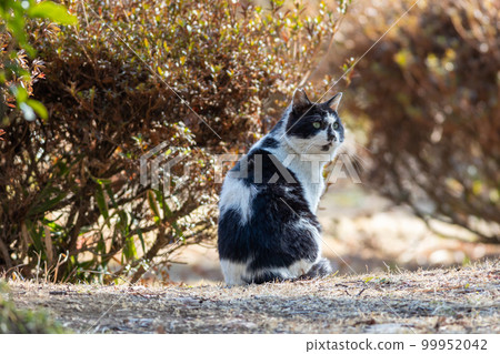 black and white striped cat 99952042