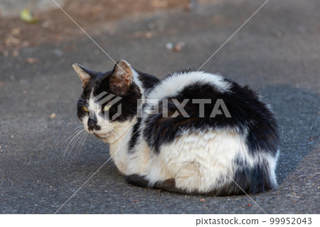 black and white striped cat 99952043