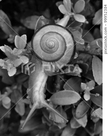 Japan's endemic land snail Misujimaimai Monochrome 1 Japan's endemic land snail Misujimaimai Monochrome 1 99952384
