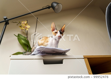 Beautiful domestic Cornish Rex cat in the home room 99952478