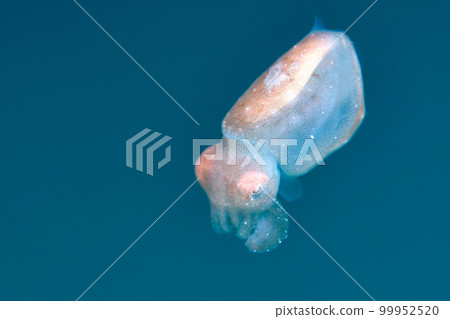 Kobushime Kobushime 99952520