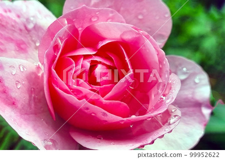 Close-up of a blooming rose with raindrops. 99952622