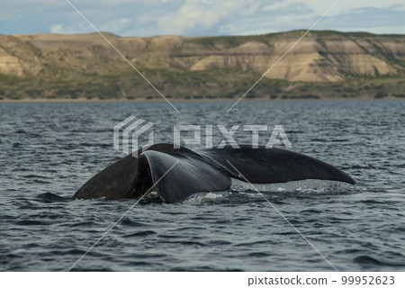 Southern Right whale  swimming on the surface, 99952623