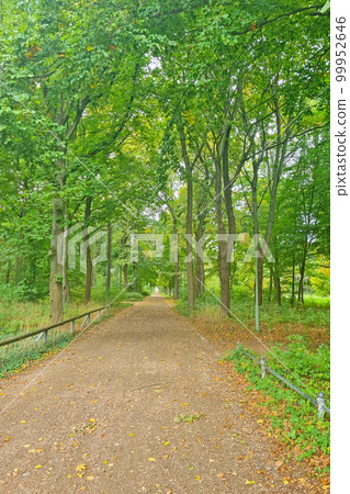 Hiking trail along the green park. Rest. 99952646