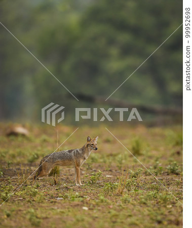 golden jackal or Canis aureus side profile in open field and in natural green habitat at kanha national park forest madhya pradesh india asia 99952698