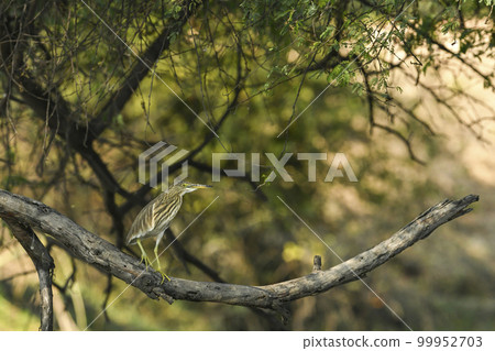 Indian Pond Heron or Ardeola grayii perched on branch in natural green background at keoladeo national park or bharatpur bird sanctuary rajasthan india asia Indian Pond Heron or Ardeola grayii perched on branch in natural green background at keoladeo national park or bharatpur bird sanctuary rajasthan india asia 99952703