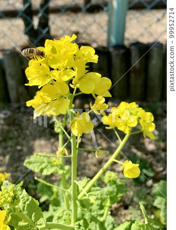 Rape blossoms and bees 99952714