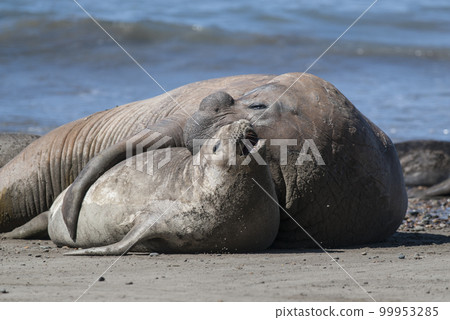 Elephant seal couple mating, Peninsula Valdes, Patagonia, Argentina 99953285