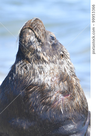 Male Sea Lion , Patagonia, Argentina Male Sea Lion , Patagonia, Argentina 99953366