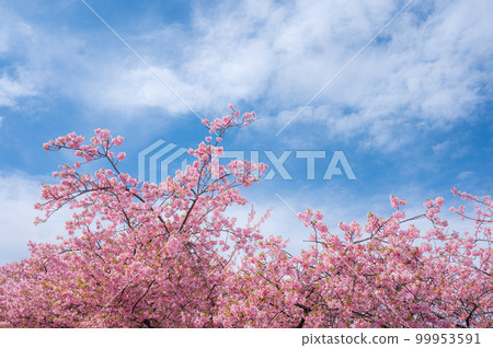 Kawazu cherry blossoms shining in the blue sky (Miura City, Kanagawa Prefecture, March 2023, taken around 12:00) 99953591
