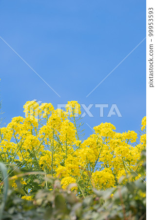 Rape blossoms and blue sky (taken around 12:00 on March 2023) 99953593
