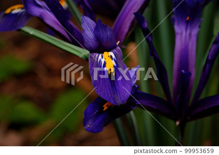 close-up of a reticulated iris close-up of a reticulated iris 99953659
