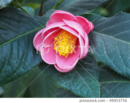 Red flower of Camellia japonicum 99953738