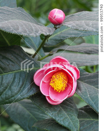 山茶花紅花 山茶花紅花 99953740