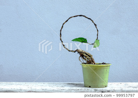 Ficus sp or premna start to make bonsai in moon concept Ficus sp or premna start to make bonsai in moon concept 99953797