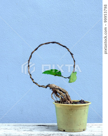 Ficus sp or premna start to make bonsai in moon concept 99953798