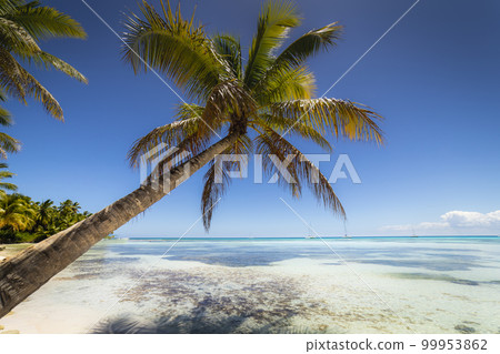 Boats and tropical beach in caribbean sea, Saona island, Dominican Republic 99953862