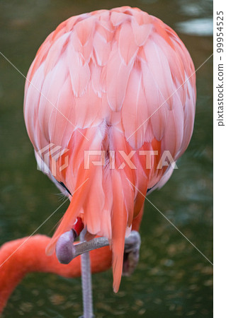 動物園裡的美國火烈鳥 99954525