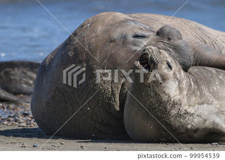 Elephant seal couple mating, Peninsula Valdes, Patagonia, Argentina Elephant seal couple mating, Peninsula Valdes, Patagonia, Argentina 99954539