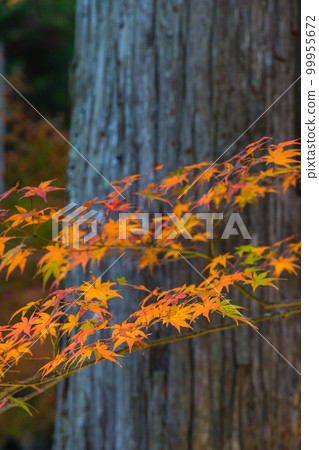 日本靜岡縣袋井市八田山的秋葉 99955672