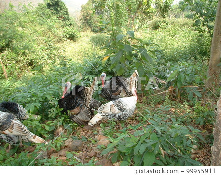 一隻火雞 99955911