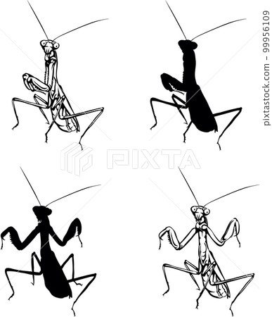 Mantis religiosa, mantis insect, insect, crawling, flying, hunting, black, vector, drawing, silhouette, x, design, symbol, picture, isolated, illustration, large, abdomen, paws, nature, realism Mantis religiosa, mantis insect, insect, crawling, flying, hunting, black, vector, drawing, silhouette, x, design, symbol, picture, isolated, illustration, large, abdomen, paws, nature, realism 99956109