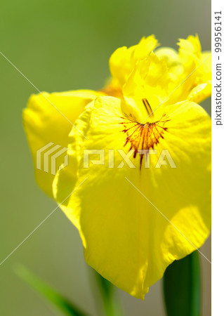 Iris 99956141